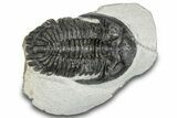 Bargain, Hollardops Trilobite Fossil - Ofaten, Morocco #287353-1